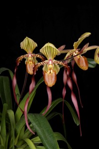 Paphiopedilum Shin-Yi Dragon Huntington's Fire AM/AOS 86 pts.